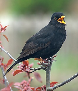 黑鳥,鳥,通話