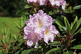 杜鵑,花,春天