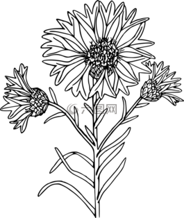 花,植物,野生