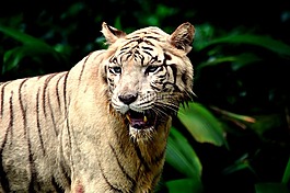 虎,動(dòng)物園,野生