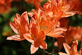 杜鵑,花,春天