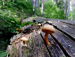 性質(zhì),蘑菇,秋季