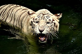 虎,動物園,野生動物