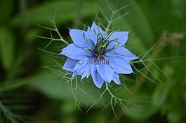 自然,植物區(qū)系,花