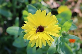 花,蜜蜂,夏天