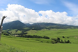 草原,風(fēng)景,新疆