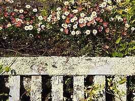 鲜花,花园,浪漫