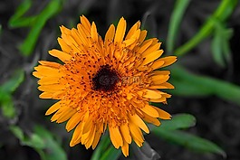 花,開花,廠