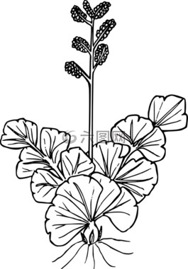 花,植物,野生