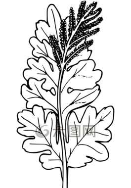 花,植物,野生