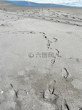 海洋,佛羅里達,沙