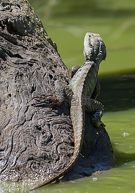 蜥蜴,爬行動物,野生動物