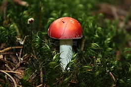 秋季,森林,性質(zhì)