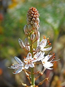 野生花卉,美,详细