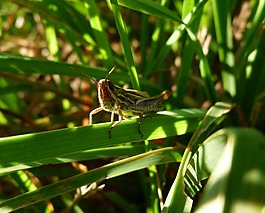 蚱蜢,宏,绿色