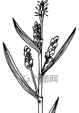 花,植物,野生