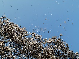 白玉蘭,風(fēng),花卉