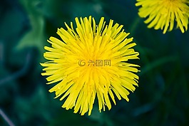 蒲公英,花卉,黃色