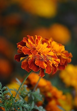 万寿菊,特写,花