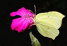gonepteryx rhamni,蝴蝶,綠色