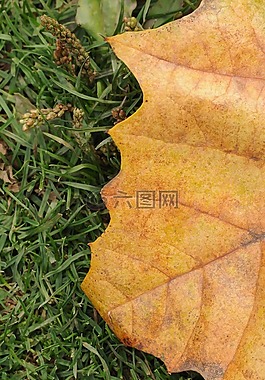 葉,葉子,樹