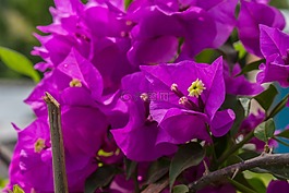 花,顏色,性質(zhì)