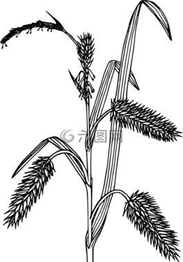 花,植物,野生