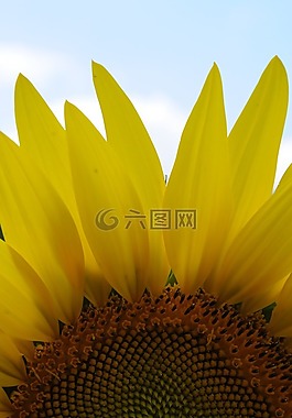 向日葵,陽光,自然