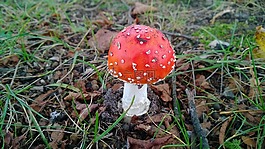 飛木耳,禮物,性質(zhì)