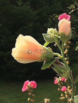 hollyhocks,開花,花