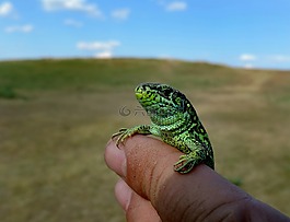 綠色,蜥蜴,性質(zhì)