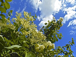 鮮花,老年,藍(lán)天