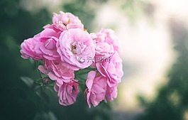 玫瑰,鮮花,性質(zhì)