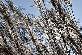 草,性質(zhì),廠