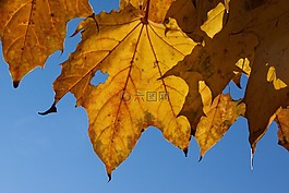 秋季,秋天的落叶,金色的秋天