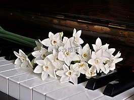 鋼琴,鍵,jonquils