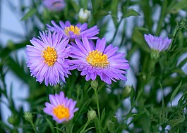 heather,紫色的花,花灌木