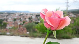 斯诺普,花卉,性质