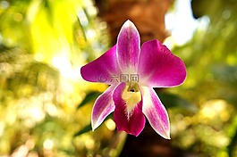 兰花,孤独的,紫色的花