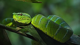 蛇,trimeresus subannulatus,trimeresus