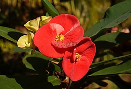 仙人掌,红色的花朵,花