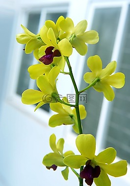 蘭花,釘，,黃