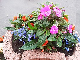 花盆,植物,鮮花