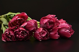 郁金香,鮮花,粉紅色