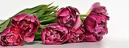 郁金香,鲜花,粉红色