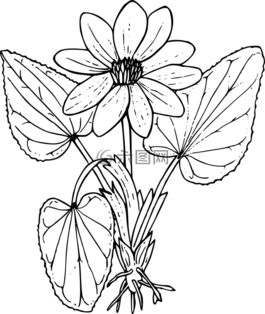 花,植物,野生