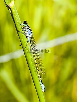 蜻蜓,昆蟲,性質(zhì)
