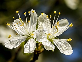 開(kāi)花,梅花,性質(zhì)