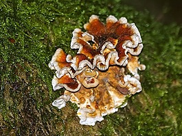 蘑菇,秋季,森林