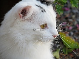 貓,國內(nèi)的貓,毛皮